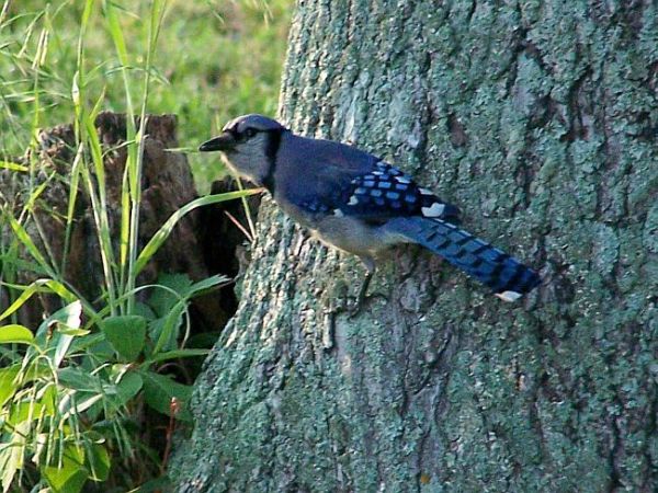 Blue jay- Henderson Texas