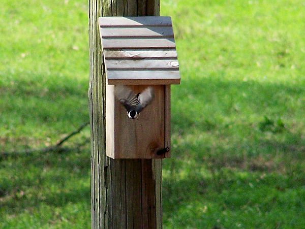 Chickadee