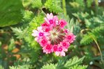 A beautiful and unique flower in Jefferson, Texas