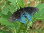 blue butterfly