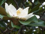 Bee pollinating magnolia tree flower