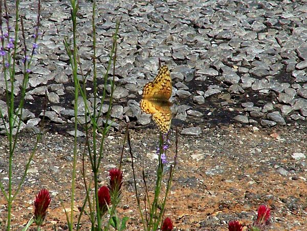 Butterfly on Flowers