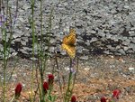 Butterfly on Flowers