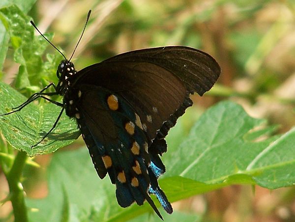 Butterfly in my yard