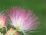 Pink flower on tree