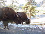 Bison