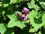 Bees Wings