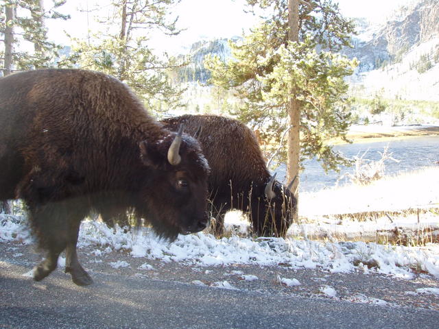 Bison