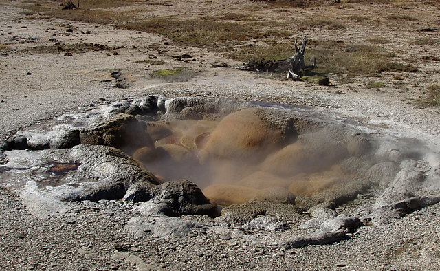 Shell Geyser