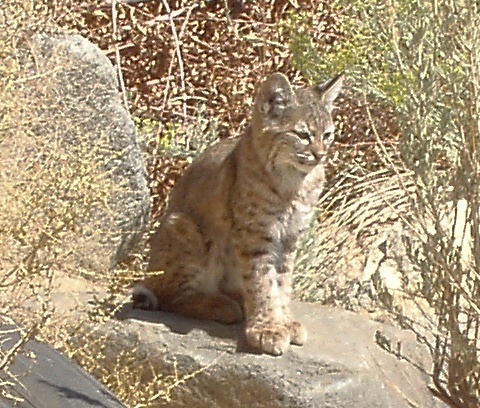 Bobcat at Keogh Hot Springs