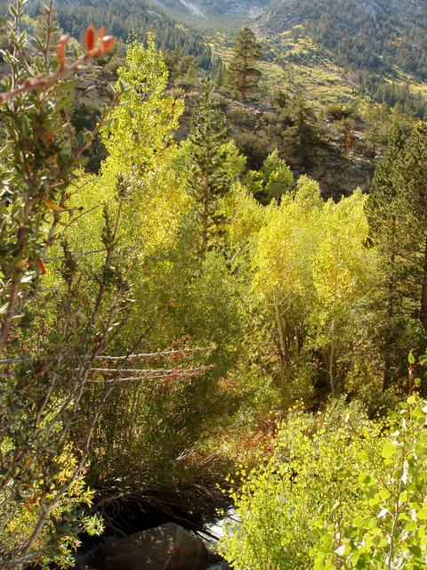 Aspen, South Fork Bishop Creek