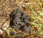 Bear Scat