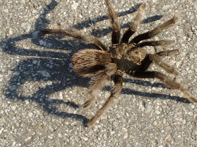 Tarantula