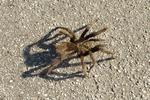 Tarantula on Pavement