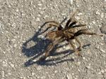 Why did the Tarantula cross the street?