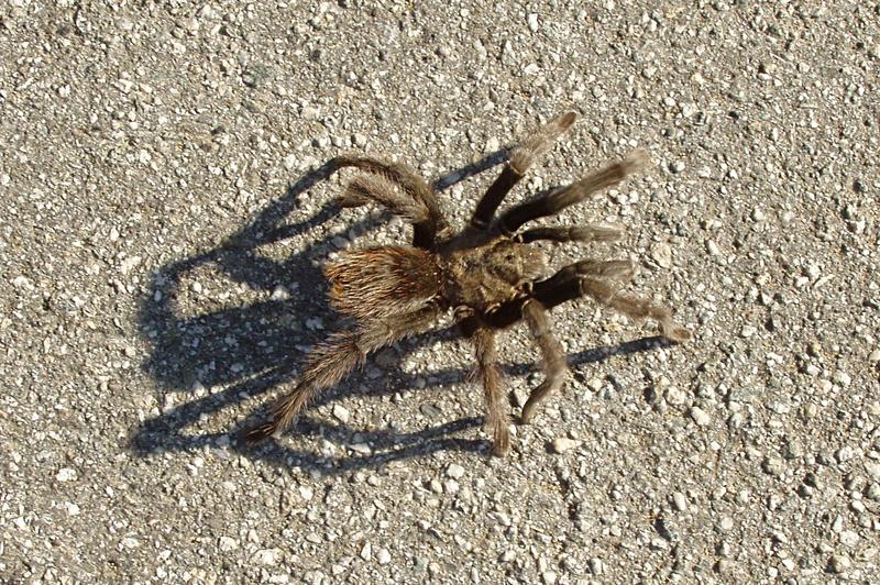 Tarantula on Pavement