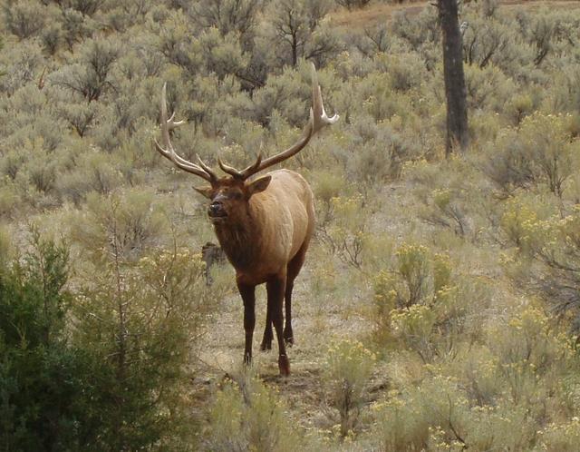 Bull Elk