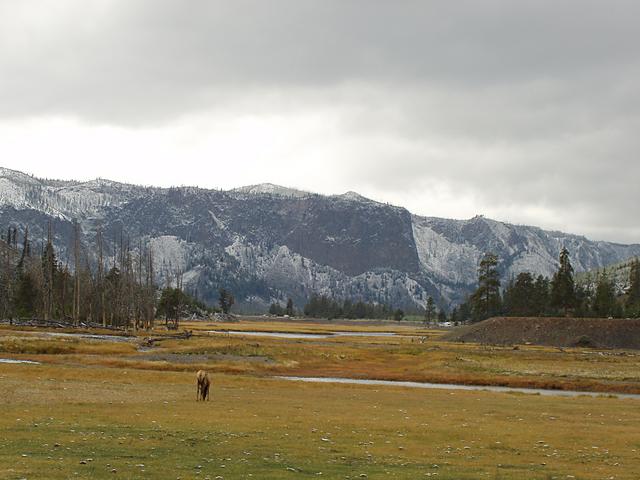 Elk Grazing at Madison