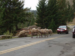 Bighorn Sheep