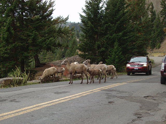 Bighorn Sheep
