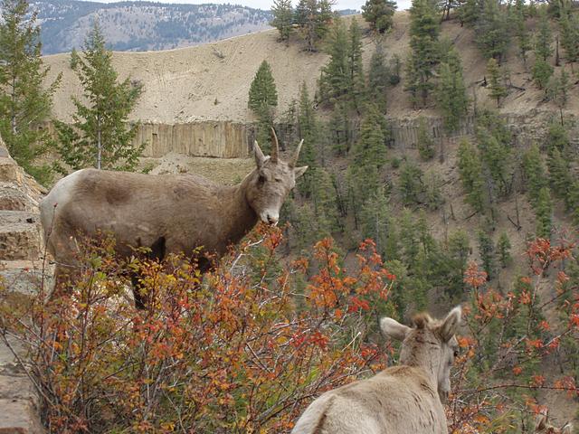 Bighorn Sheep