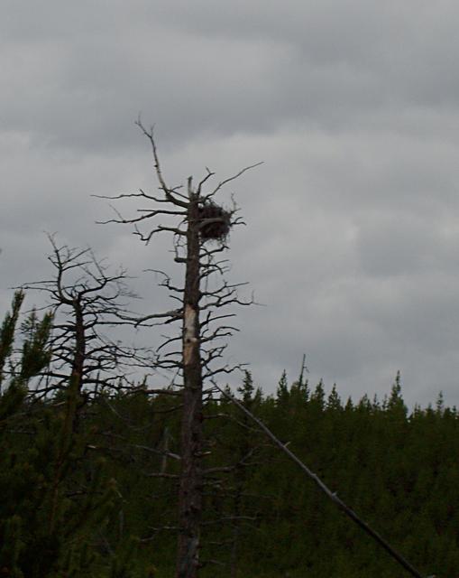 Bald Eagle Nest