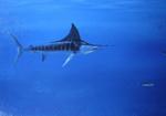 Marlin in Pursuit!