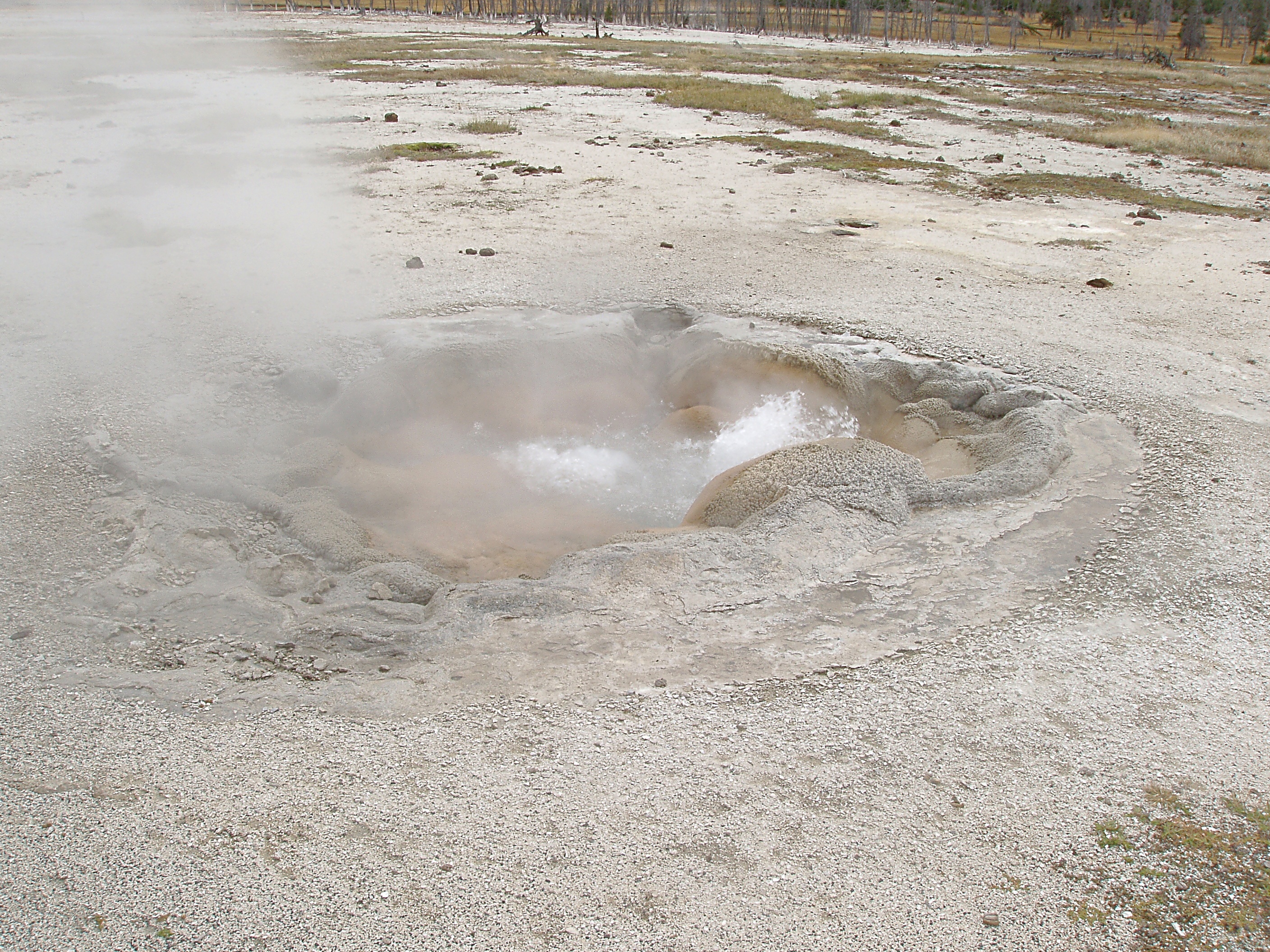 Shell Spring