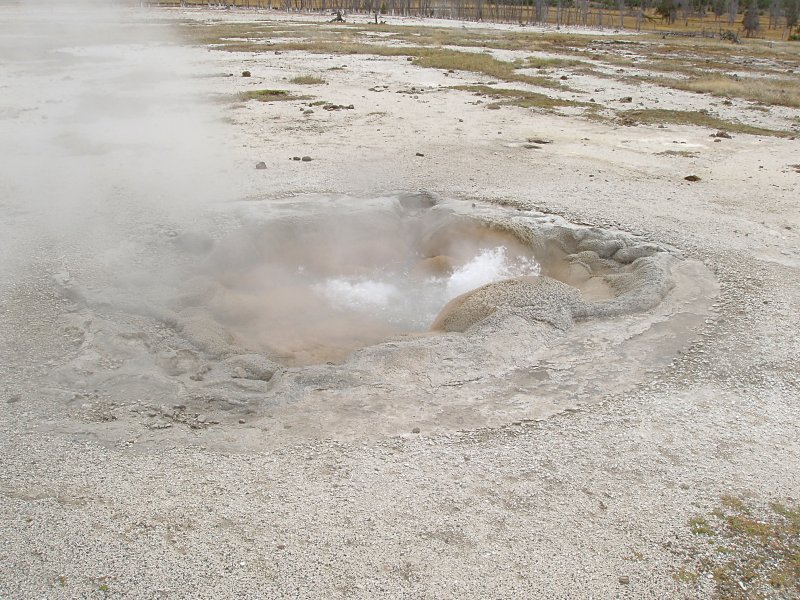 Shell Spring
