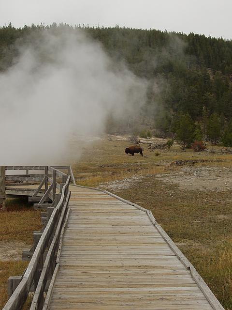 Walkway and Bison at Firehole Lake