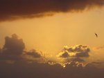 Tern At Sunset