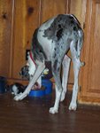 Tiny knocking food onto the floor for her kitten.