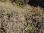 Trees and Mistletoe San Antonio Creek