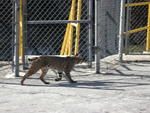 Bobcat at Sam Dimas Canyon Dam