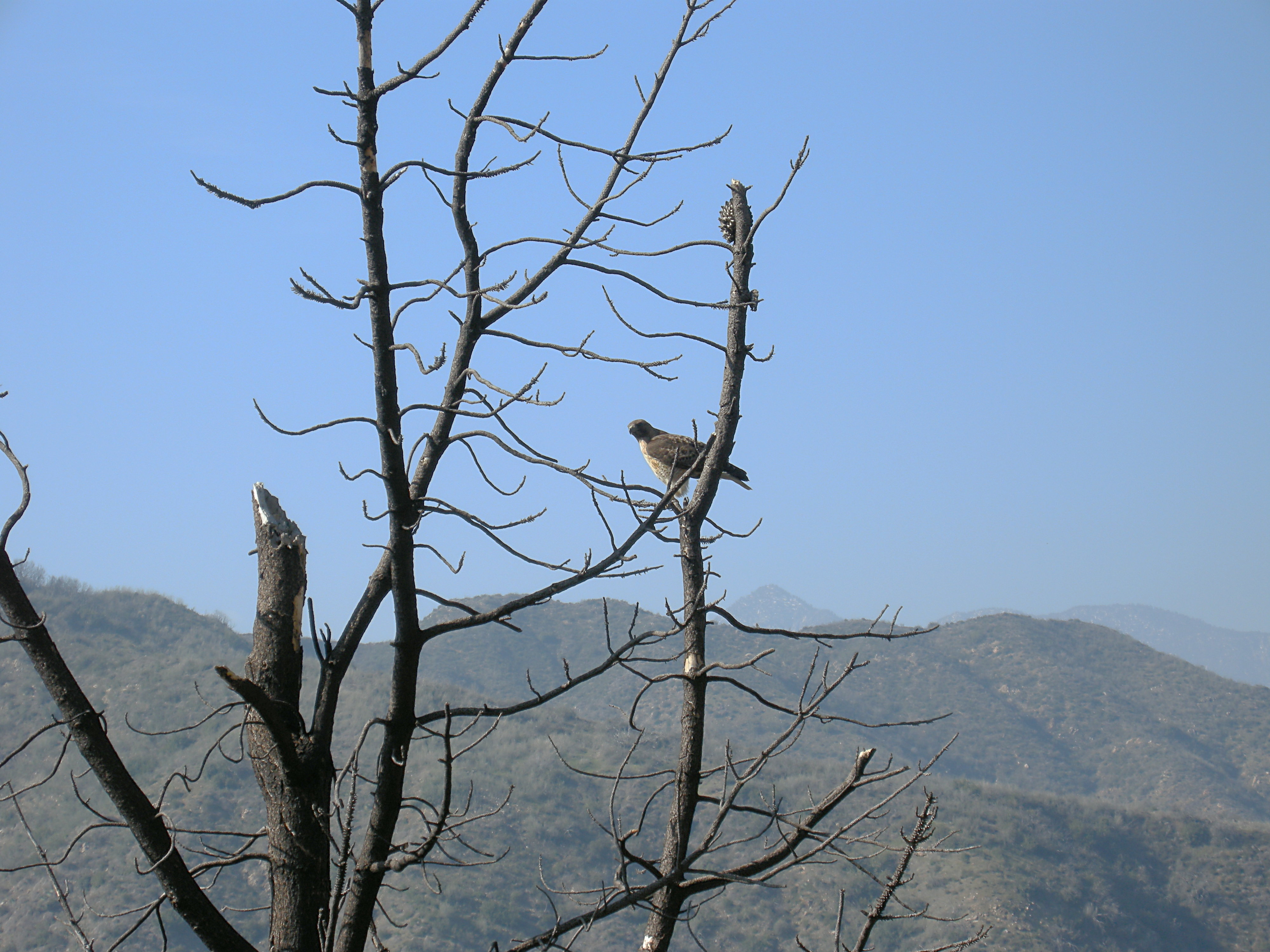 Red-tailed Hawk in Dead Tree