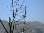 Red-tailed Hawk in Dead Tree