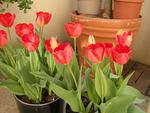 Tulips in Pots