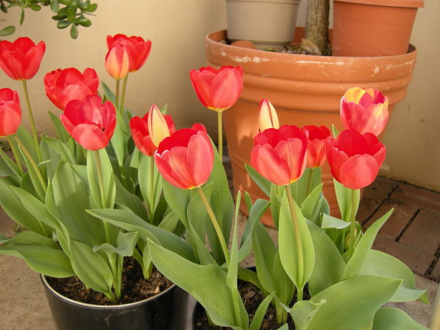 Tulips in Pots