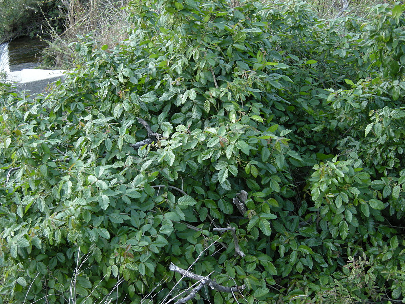 Poison Oak