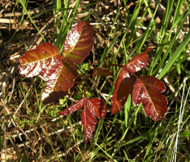 New Growth of Poison Oak with Shiny Red Leaves