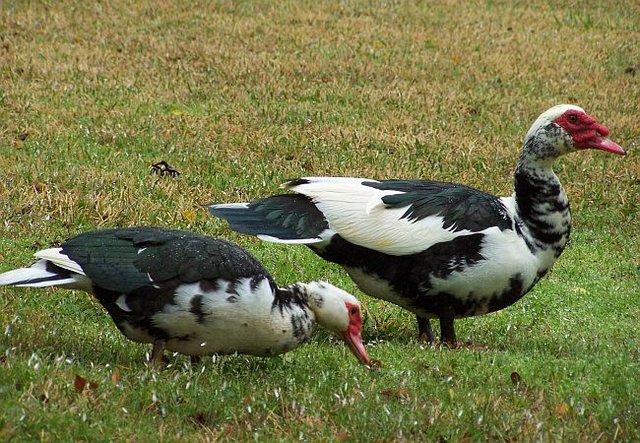 Honk, Gobble, or Quack