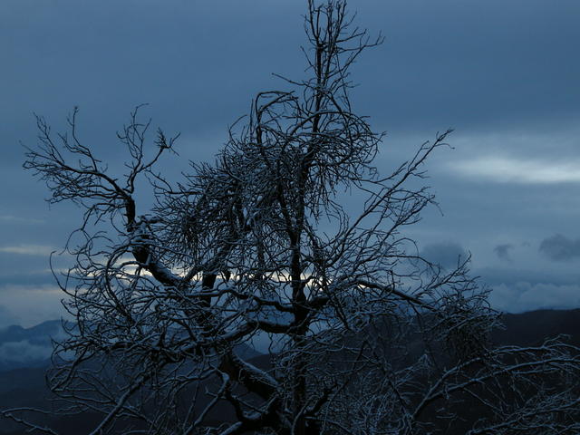 Snowy Tree