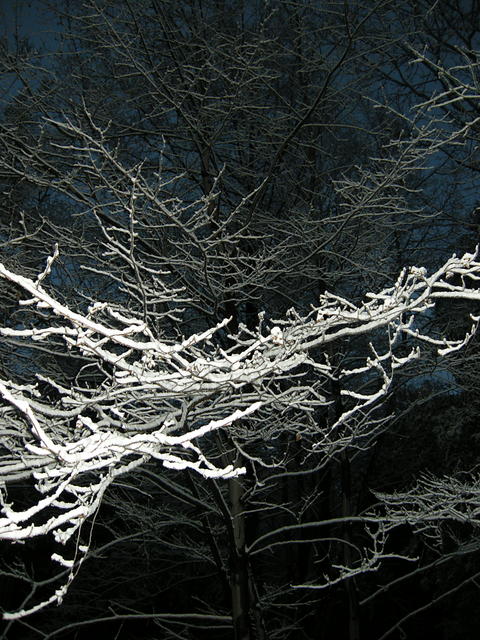 Snow on Branch