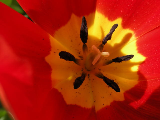 Tulip Flower Closeup