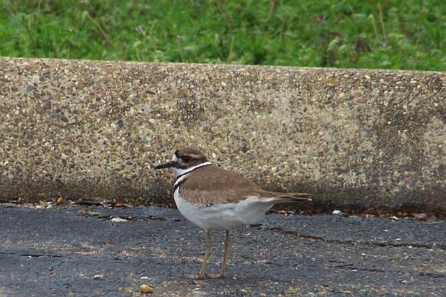 Killdeer1