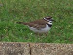 Killdeer2