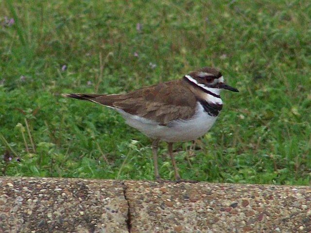 Killdeer2