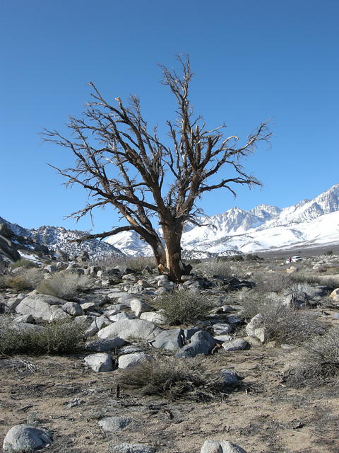 Bare Tree, Sierra Snow, Buttermilk Country