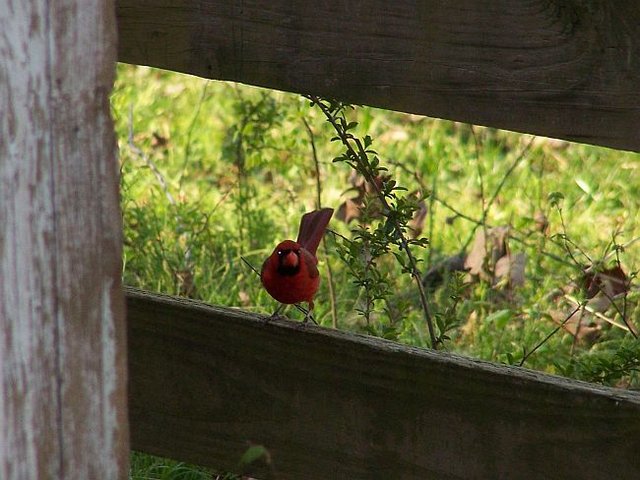 male cardinal