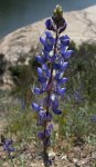 Lupin in San Dimas Canyon